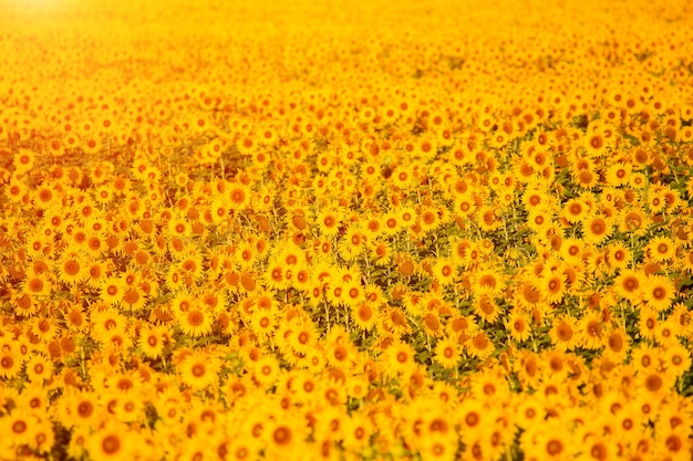 Zonnebloemen bij zonsondergang