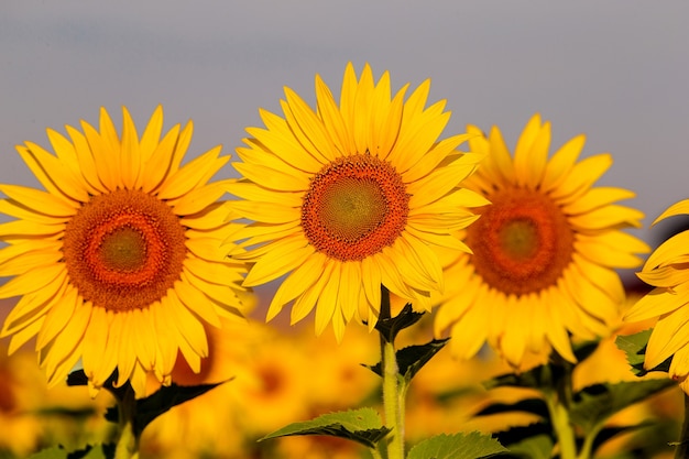 Zonnebloemen bij zonsondergang