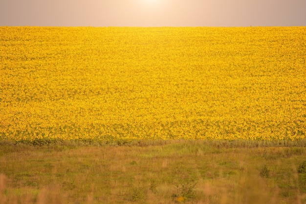 Zonnebloemen bij zonsondergang