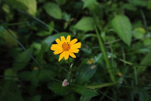 zonnebloemen bloeien geel zomer