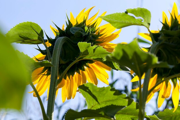 Zonnebloemen bloeien in de zomer, een landbouwgebied waar prachtige gele zonnebloemen bloeien