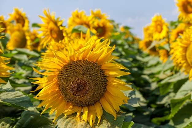 Zonnebloemen bloeien in de zomer, een landbouwgebied waar prachtige gele zonnebloemen bloeien