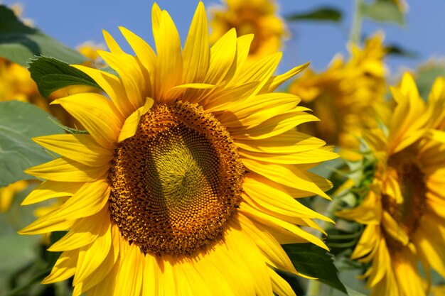 Zonnebloemen bloeien in de zomer