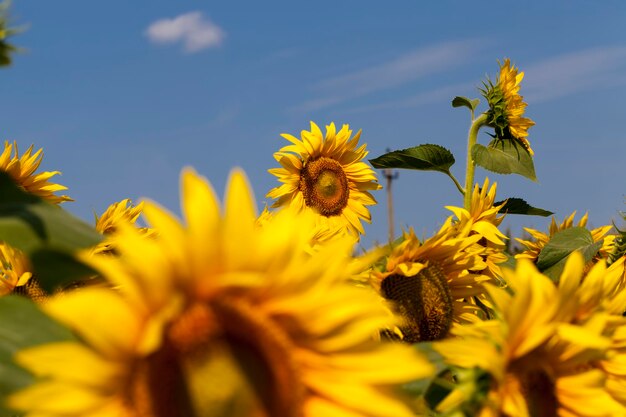 Zonnebloemen bloeien in de zomer