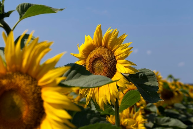 Zonnebloemen bloeien in de zomer