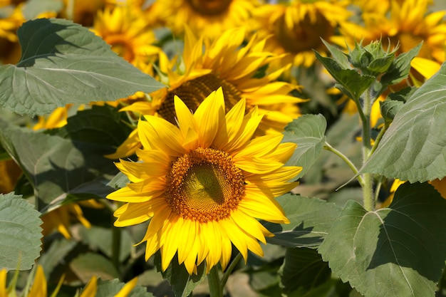 Zonnebloemen bloeien in de zomer