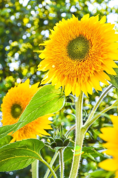 Zonnebloemen bloeien in een veld in de vroege herfst zonlicht, mooie zonnebloemen in de tuin met zonnestralen, zomer buiten natuur achtergrond. Kopieer ruimte, verticale foto