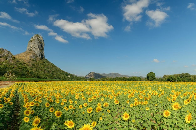 Zonnebloemen bloeien in het zonnebloemveld met grote berg en blauwe hemelachtergrond. Zonnebloem is Industrial Drop van de provincie Lopburi.
