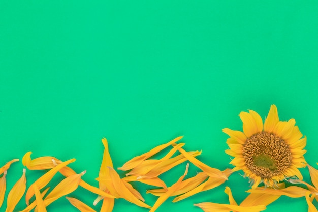 Zonnebloemen bloeien op de achtergrond.