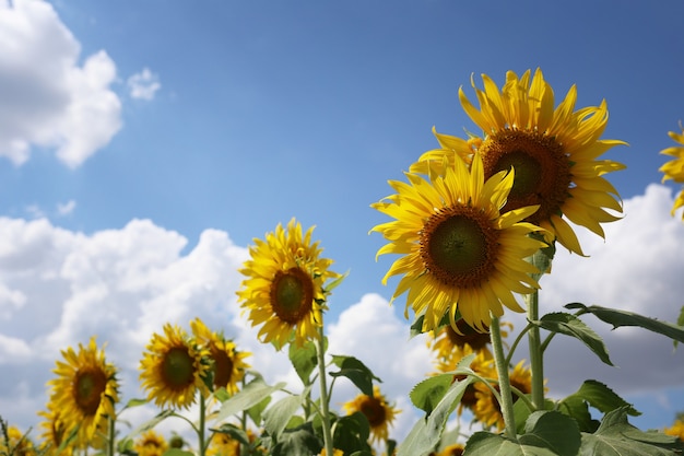 Zonnebloemen bloeien op een blauwe hemel