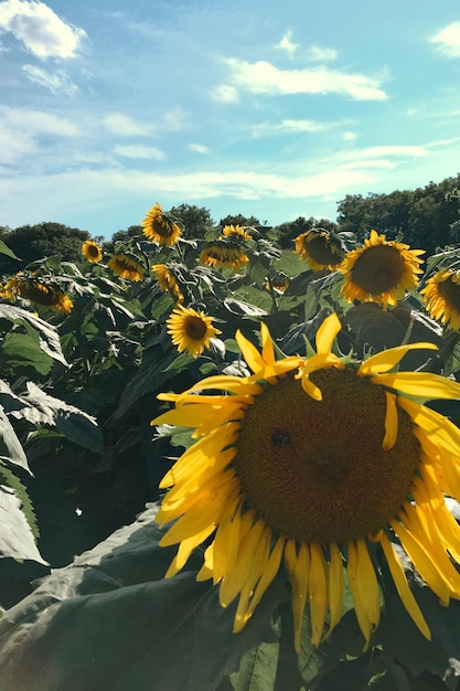 Zonnebloemen bloeien op het veld tegen de lucht.