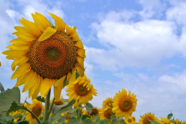 Foto zonnebloemen bloeien op het veld tegen de lucht.