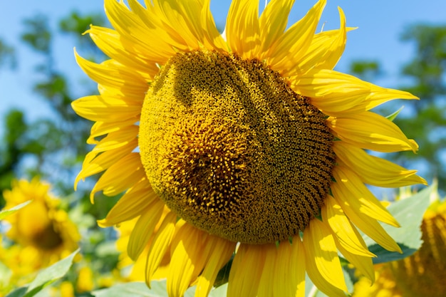 Zonnebloemen close-up