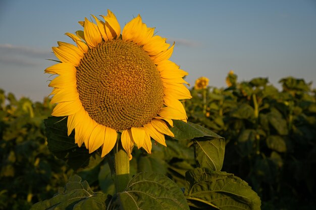 Foto zonnebloemen close-up