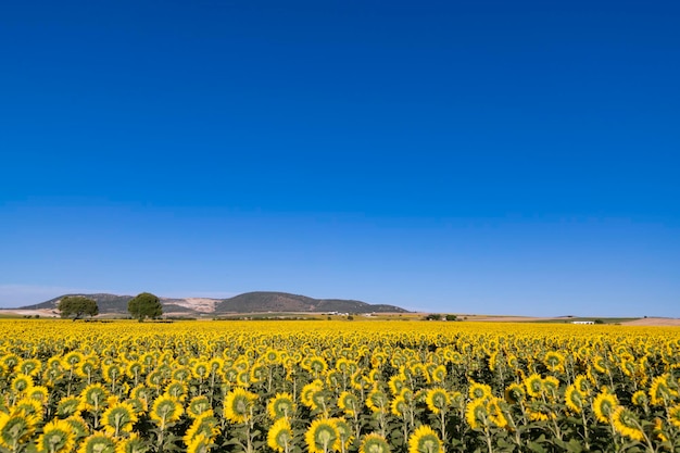 Foto zonnebloemen die niet in de zon kijken willen geoogst worden foto horizontaal overheersend blauw geel