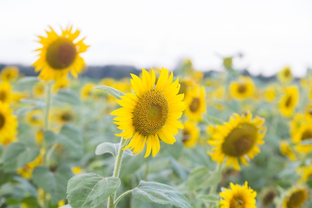 Zonnebloemen die op het gebied bloeien.