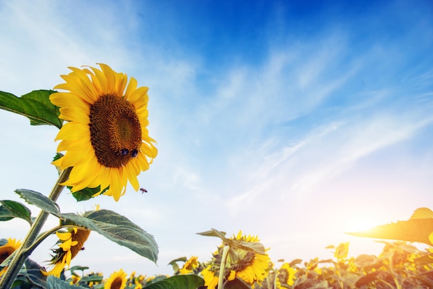 Zonnebloemen door de stralen van de zon.