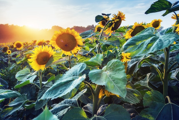 Zonnebloemen door de stralen van de zon.