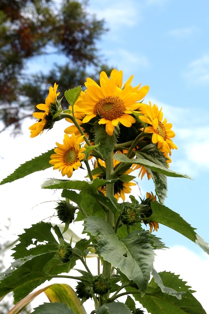 Zonnebloemen en blauwe lucht