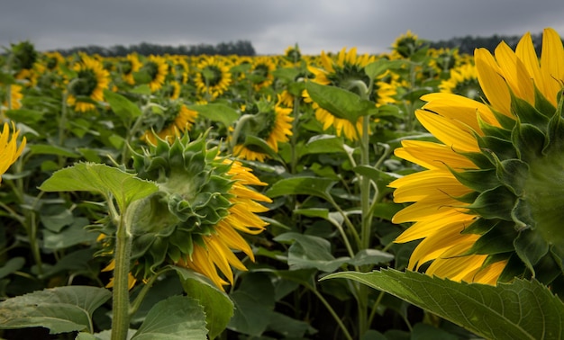 Zonnebloemen groeien in het veld