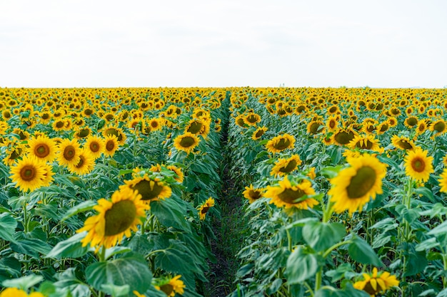 Zonnebloemen groeien in het veld