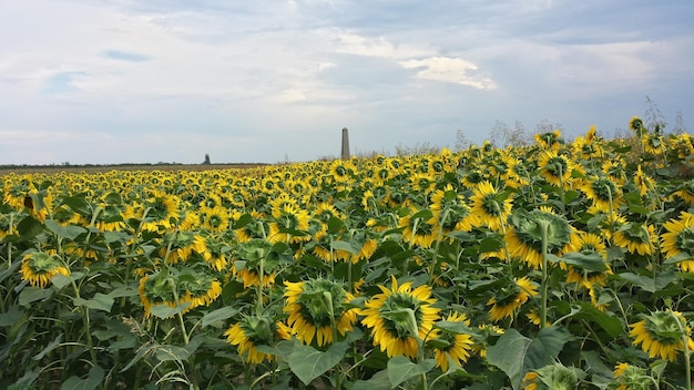 Zonnebloemen groeien op het veld tegen een bewolkte hemel