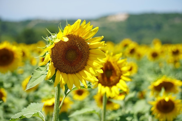 Zonnebloemen groeien op het veld tegen een heldere lucht.