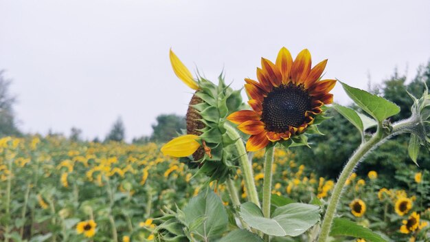 Zonnebloemen groeien op het veld