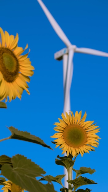 Zonnebloemen hebben hun bloembladen in lagen gestapeld. het puntige uiteinde van de bloembladen is geel. tijdens de bloei zullen de bloemen naar het oosten draaien