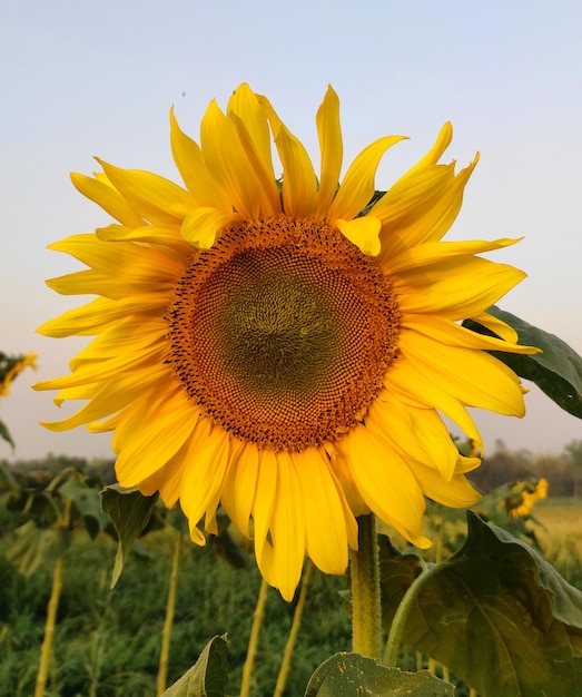 Zonnebloemen in de groene grasvelden