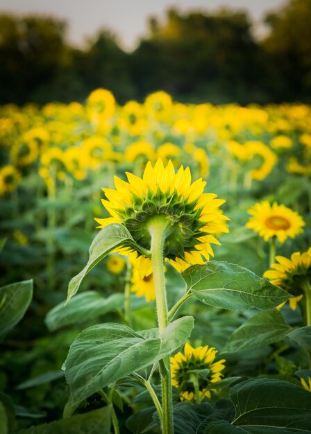 Zonnebloemen in de vroege avond als de zon ondergaat