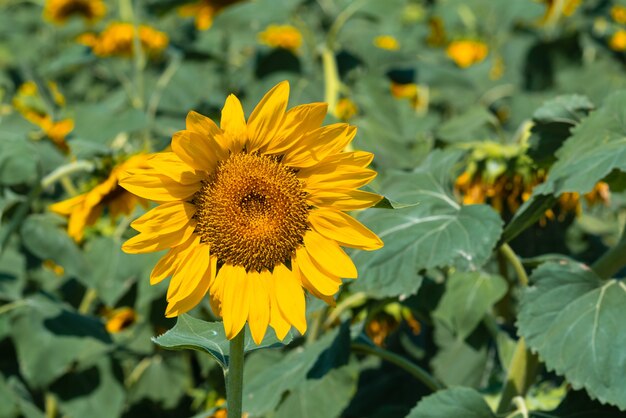 Zonnebloemen in een boerenveld