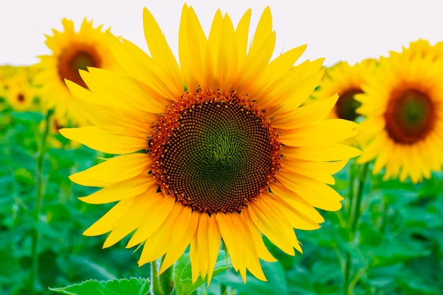 Zonnebloemen in een veld bij bewolkt weer. Detailopname