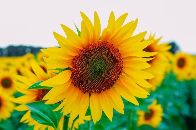 Zonnebloemen in een veld bij bewolkt weer. Detailopname