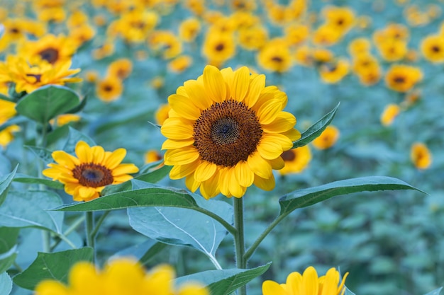 Foto zonnebloemen in een veld