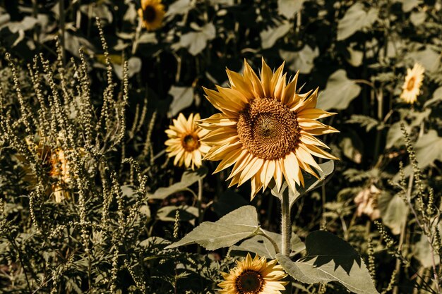 Zonnebloemen in een veld