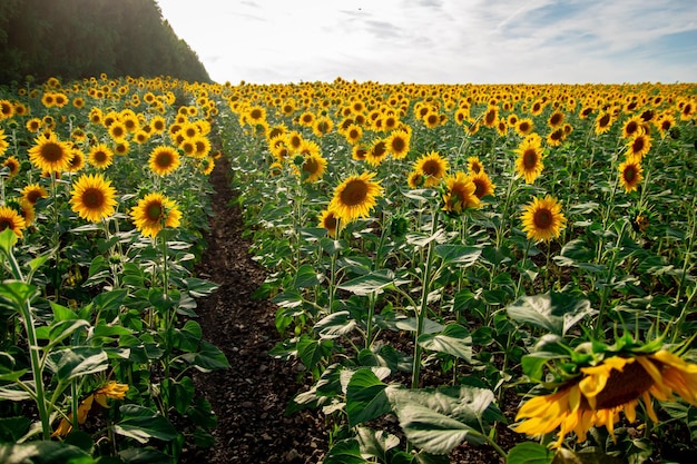 Zonnebloemen in het veld bij zonsondergang