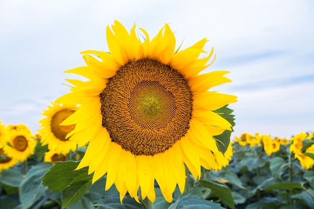 Zonnebloemen in het veld natuurlijke achtergrond Zonnebloem bloeien op blauwe hemelachtergrond