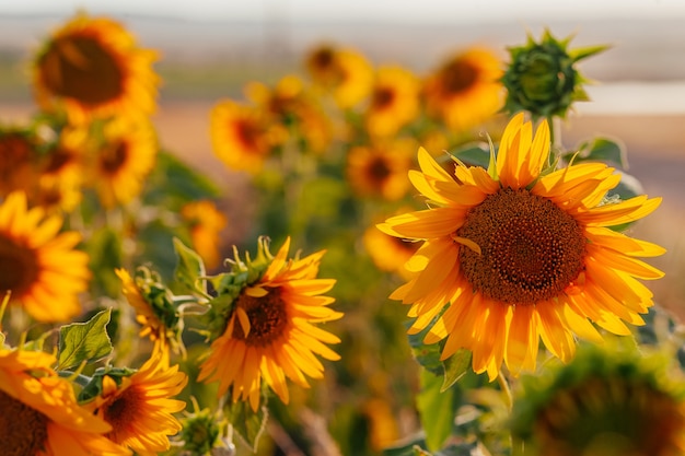 zonnebloemen in het veld 's avonds