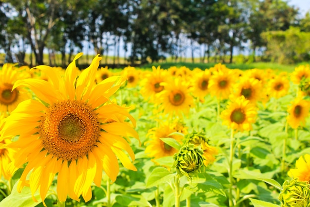 Zonnebloemen in het veld.