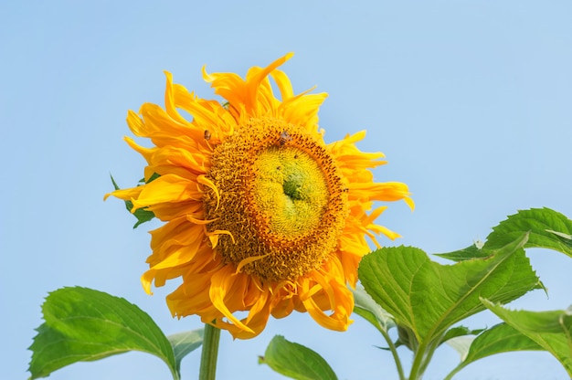 Zonnebloemen met blauwe hemelachtergrond