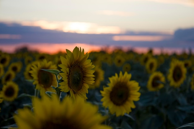 Zonnebloemen op de achtergrond van de zonsondergang
