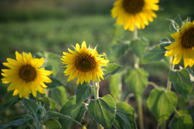 Zonnebloemen op een groene achtergrond in de zon.