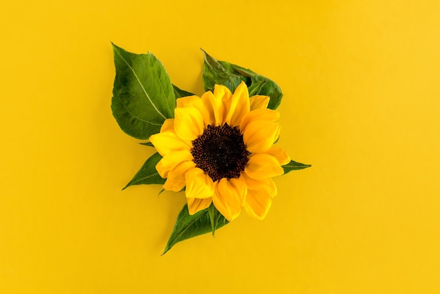 Zonnebloemen op gele achtergrond