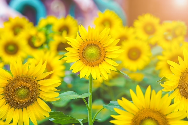 Zonnebloemen op het gebied met zonlicht in de ochtend