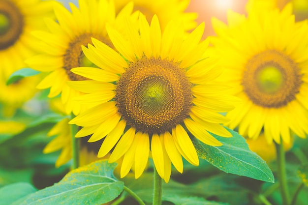 Zonnebloemen op het gebied met zonlicht in de ochtend