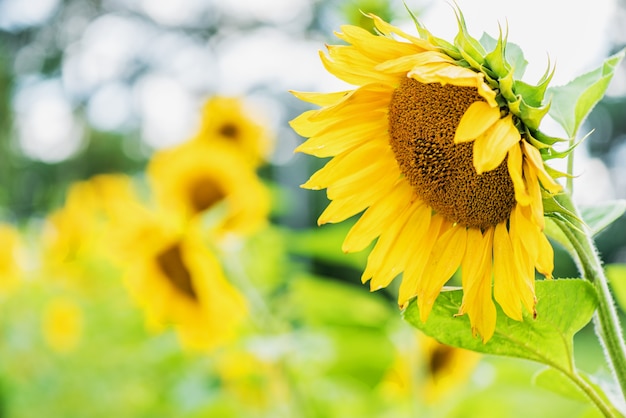 Zonnebloemen op het veld. Achtergrond