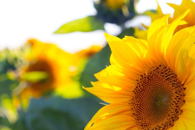 Zonnebloemen op het veld