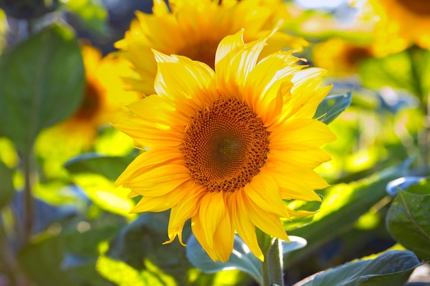 Zonnebloemen op het veld