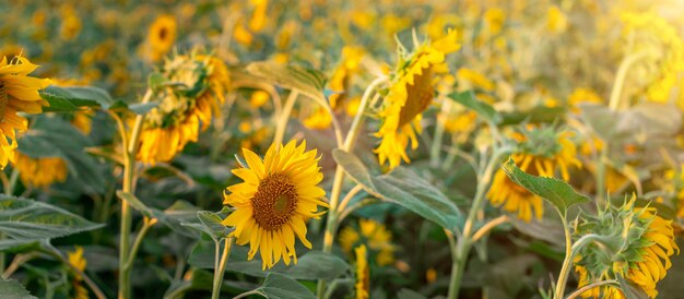 Zonnebloemen op wazig zonnige achtergrond. Panoramische opname.